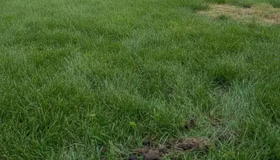 Post-aeration lawn recovery showing greener, dense grass in Columbia SC by Chop Chop Landscaping